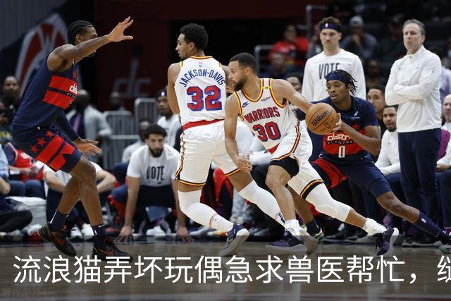 流浪猫弄坏玩偶急求兽医帮忙，缝补进行中它全程陪护，眼神满是担忧：快救救我的好朋友！